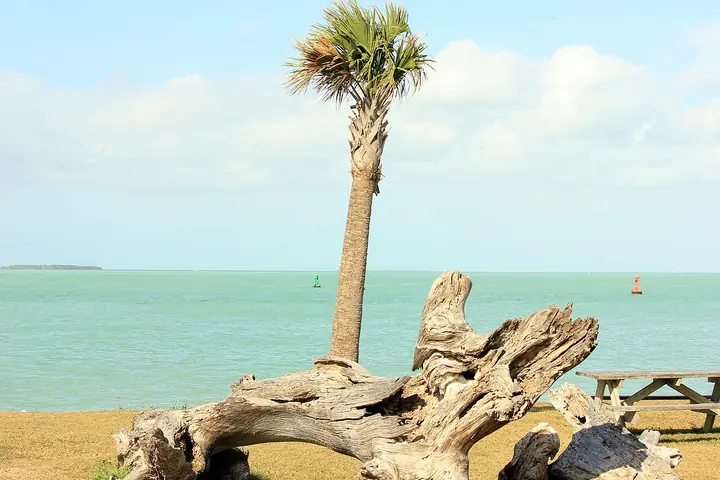 Stand-in photo for Boyd's Key West Campground, Key West