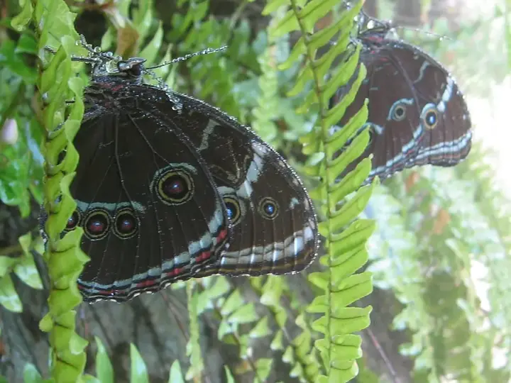 Photo of Butterfly World, Coconut Creek