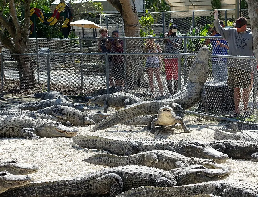 Photo of Everglades Alligator Farm, Homestead