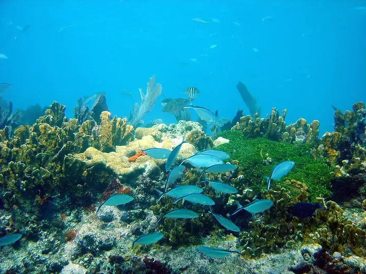 Stand-in photo for Key Largo Scuba Diving, Key Largo