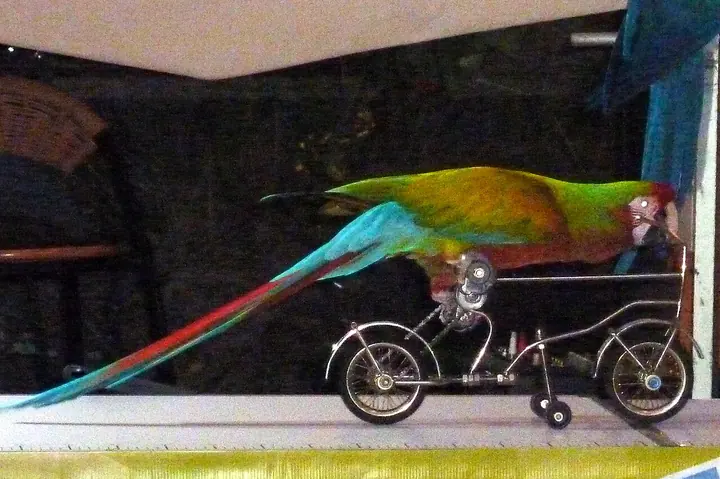 Stand-in photo for Linda the Parrot Lady, Palm Beach County