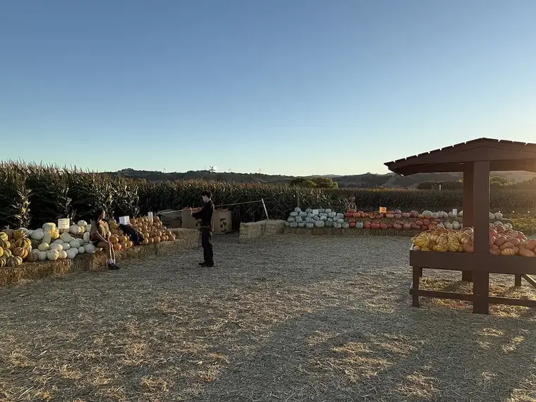A pumpkin patch with a covered stand at sunset